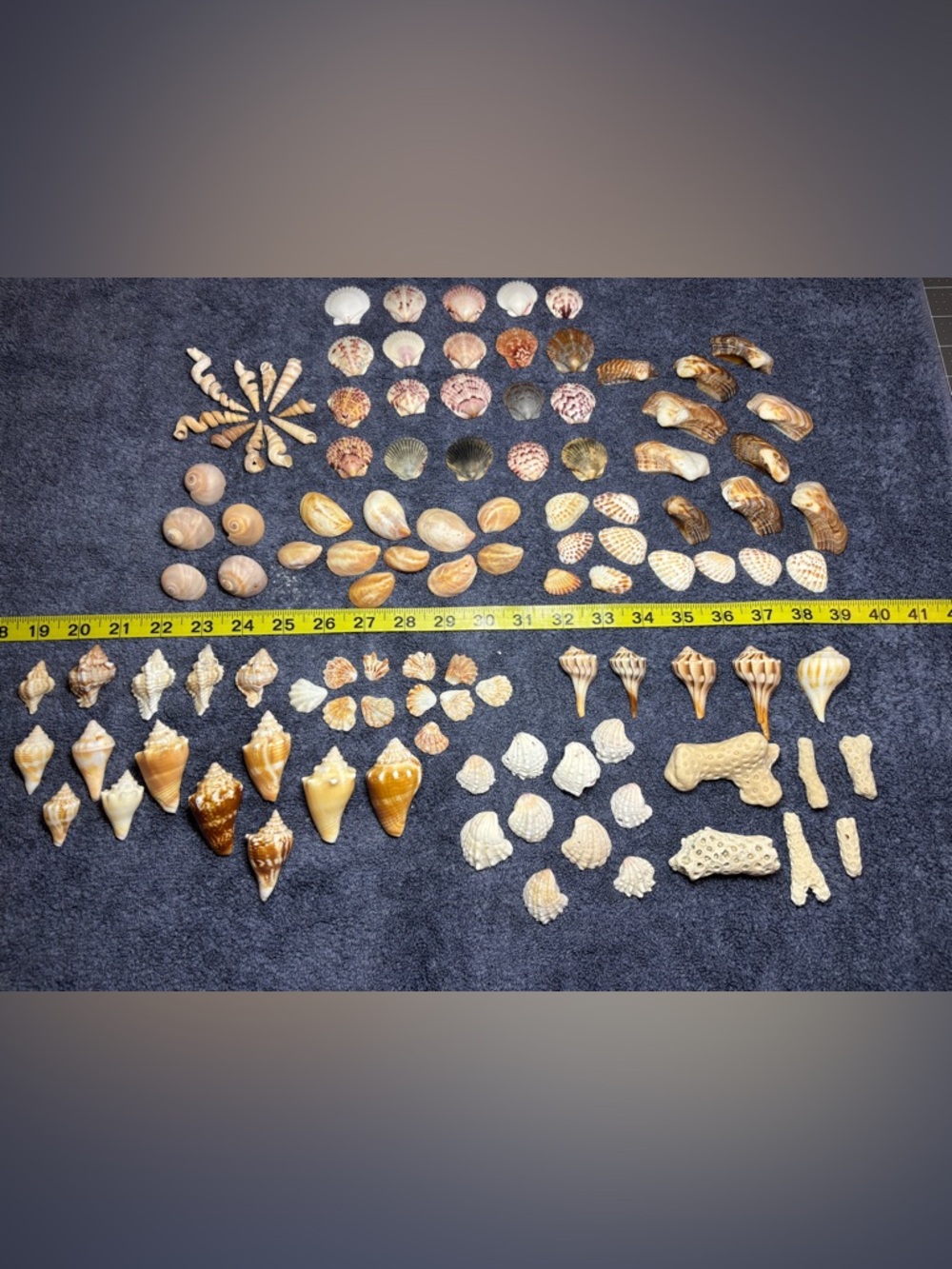 110 Mix Sanibel Island Assorted Seashell Collection!   Great for crafting!!